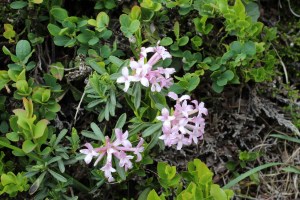 Daphne striata (1200 x 800)